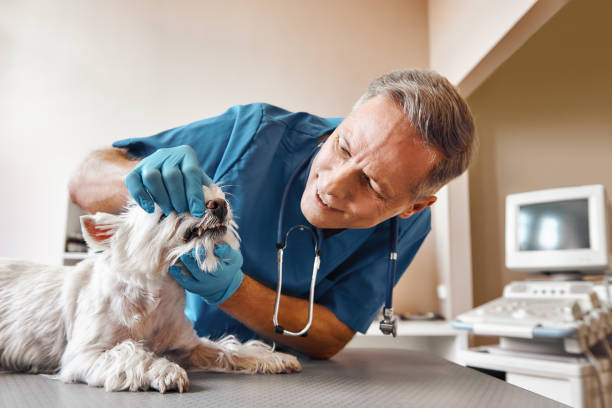 Best Urgent Dental Care in Jamestown West, NY